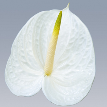 Angel-Anthurium-Cut-Flowers-paradise-exports.lk