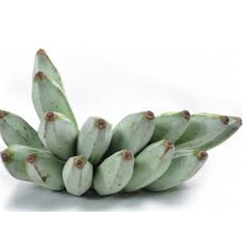 Ash-Banana-Vegitables-paradise-exports.lk