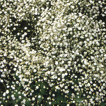 Babys-Breath-Cut-Flowers-paradise-exports.lk