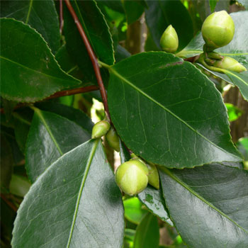 Camellia-Cut-Flowers-paradise-exports.lk