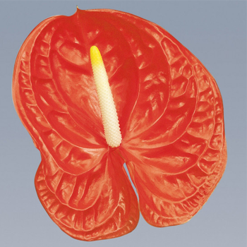 Casino-Anthurium-Cut-Flowers-paradise-exports.lk