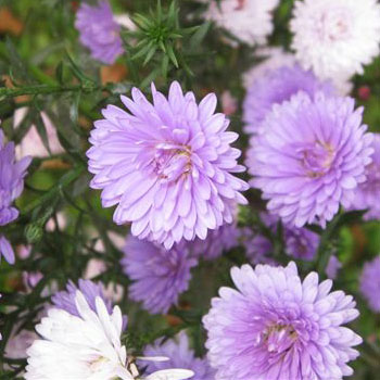 China-Aster-Cut-Flowers-paradise-exports.lk