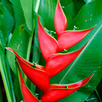 Crab-Claw-Cut-Flowers-paradise-exports.lk