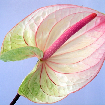 Fantasia-Anthurium-Cut-Flowers-paradise-exports.lk