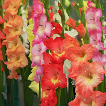Gladioli-Flowers-Cut-Flowers-paradise-exports.lk