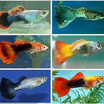Guppy-Ornamental-fish-paradise-exports.lk
