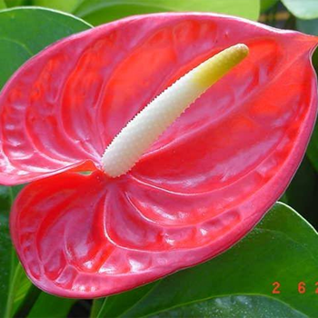 Kothmale-Anthurium---Sri-Lanka-Cut-Flowers-paradise-exports.lk
