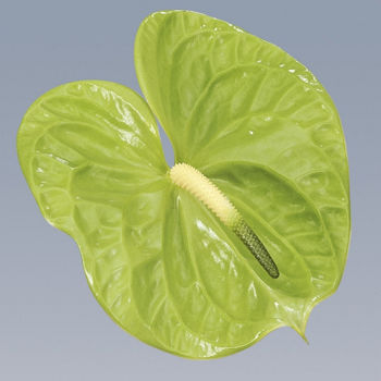 Midori-Anthurium-Cut-Flowers-paradise-exports.lk