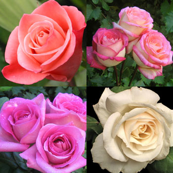 Mix-Roses-Cut-Flowers-paradise-exports.lk