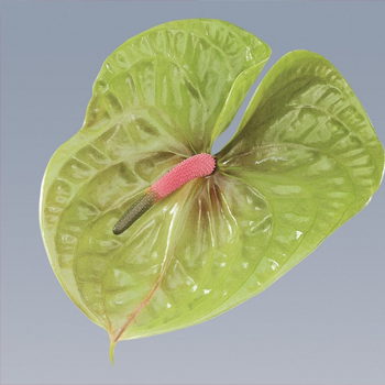 Pistache-Anthurium-Cut-Flowers-paradise-exports.lk