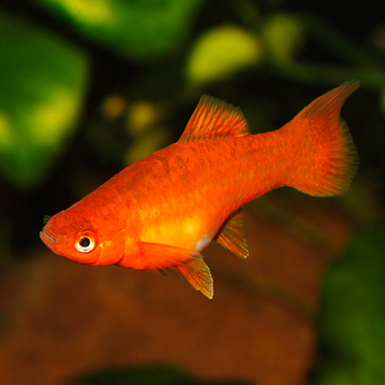 Platy-Ornamental-fish-paradise-exports.lk