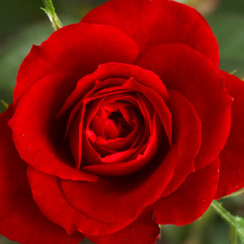 Red-Roses-Cut-Flowers-paradise-exports.lk