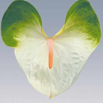 Simba-Anthurium-Cut-Flowers-paradise-exports.lk