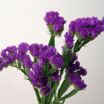 Statice-Cut-Flowers-paradise-exports.lk