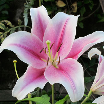 Tiger-Lily-Cut-Flowers-paradise-exports.lk