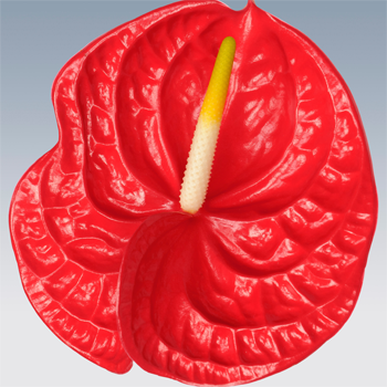 Tropical-Anthurium-Cut-Flowers-paradise-exports.lk