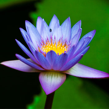 Water-Lily-Cut-Flowers-paradise-exports.lk