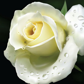 White-Roses-Cut-Flowers-paradise-exports.lk