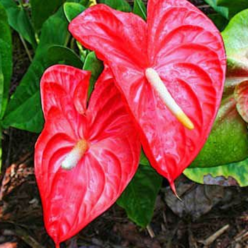 kirimatiyana-Anthurium---Sri-Lanka-Cut-Flowers-paradise-exports.lk